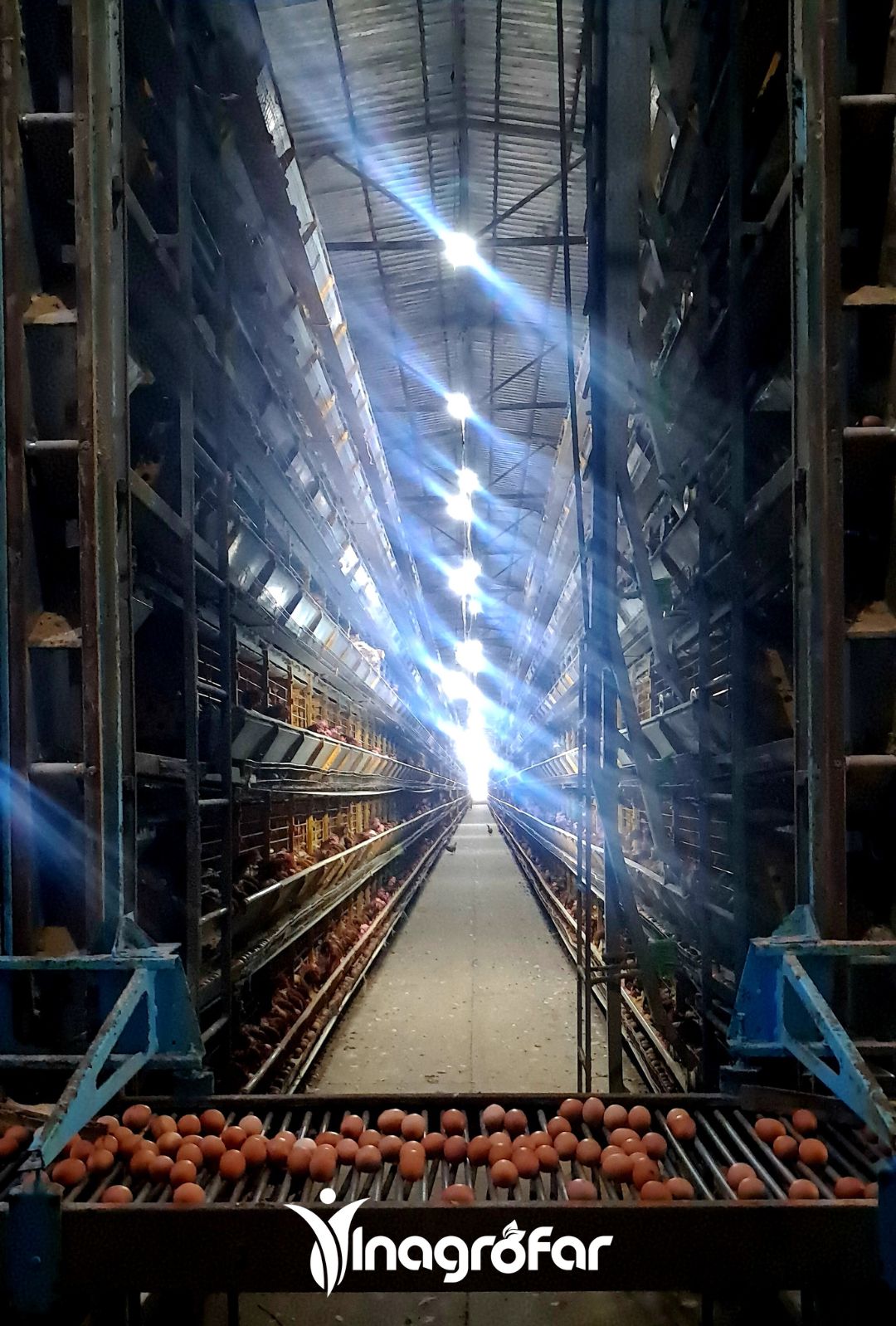 Granja de gallinas ponedoras inagrofar